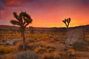 A summer clearing storm during sunset in Joshua Tree National Park. www.JLongPhoto.com
