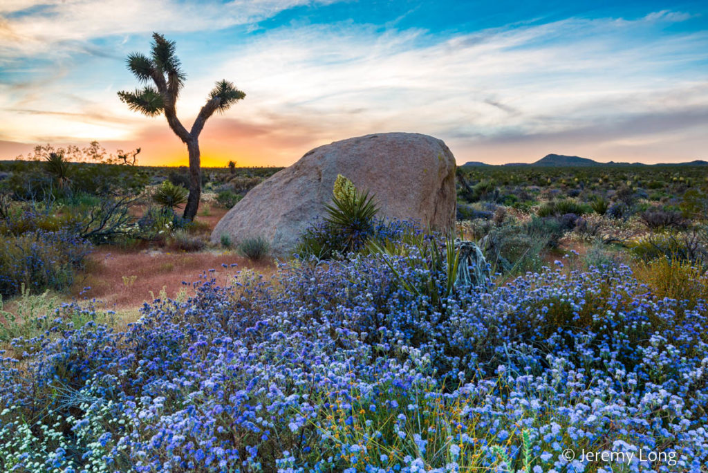 Wildflower Sunset