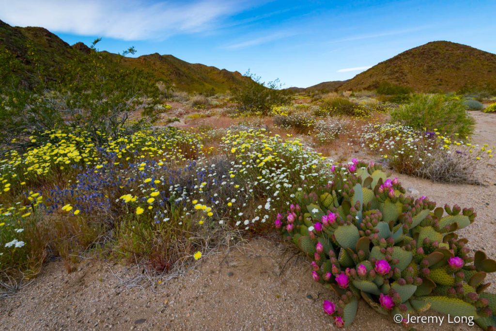 Joshua Tree Wildflowers