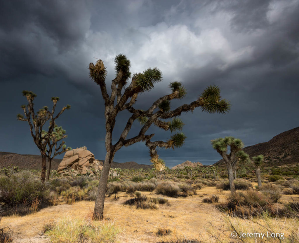 Joshua Trees