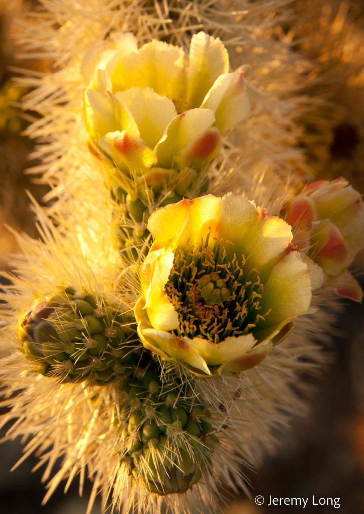 Cholla Flower