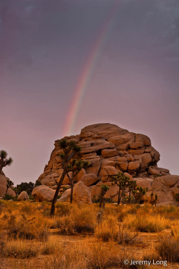 Joshua Tree Rainbow