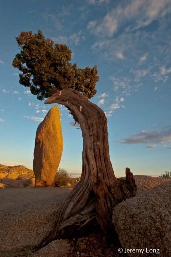 Juniper and Monolith