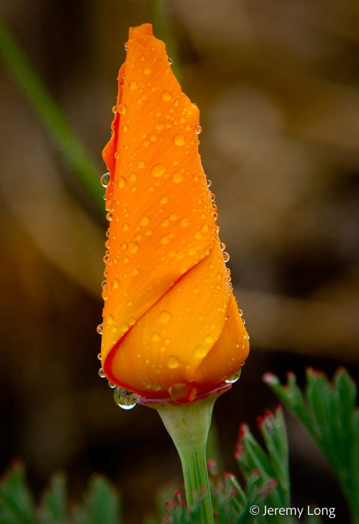 California Poppy