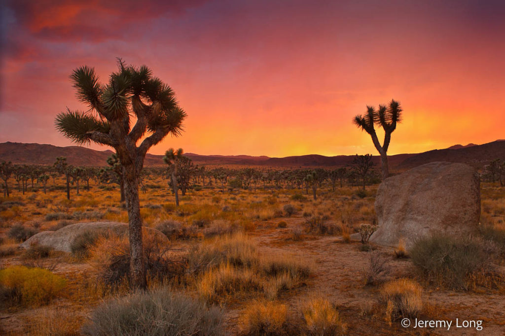 Joshua Tree Sunset